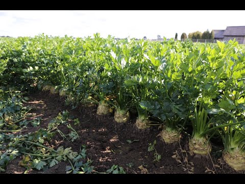 Nawożenie selera - rekomendacje Huberta Tabora