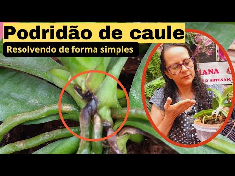 🔴SECA EM DOIS DIAS A PODRIDÃO DO CAULE 🔥