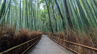 Arishiyama Bamboo Forest at 7 AM - Crowd levels