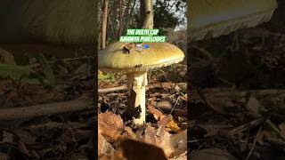World’s DEADLIEST Mushroom: Learn to Recognize the Death Cap (Amanita phalloides)
