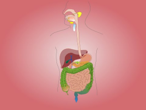 comment soigner occlusion intestinale