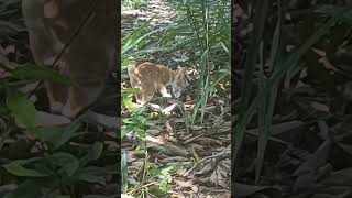 Download lagu Si Meong Mencuri Ikan Mentah di Semak-Semak. #shorts mp3