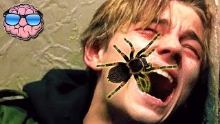 Top 10 MOST DANGEROUS Spiders In The WORLD!