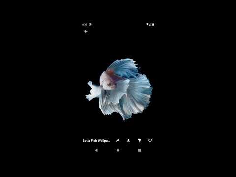 Betta Fish Wallpapers HD