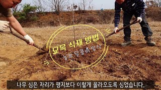 묘목 심기 -  묘목 식재시 거름을 넣고 심는 이유와 방법 그리고 문제점