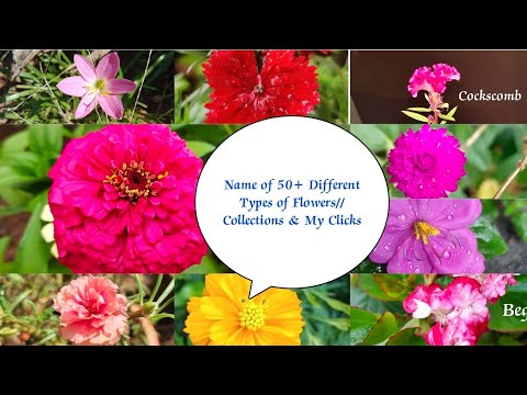 Name of 50+ Different Types of Flowers// My Clicks & Collections 🎥🌹