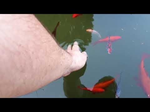 Fische im Teich 2021 -3 Im Frühjahr