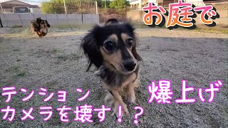 お庭で走り回るカニンヘンダックスフントのそらとみんと