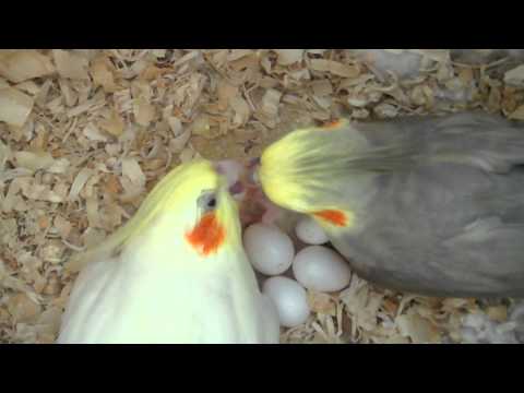 Our Cockatiels P-chan & Pebble Feeding Their Baby - 3 days old