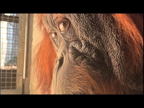 Flesh Room and Merch