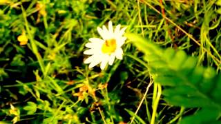 Emmylou Harris- Wildwood Flower