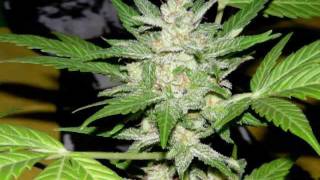 Royal Haze Automatic THE GROW - FROM SEED TO BUD - Long Version