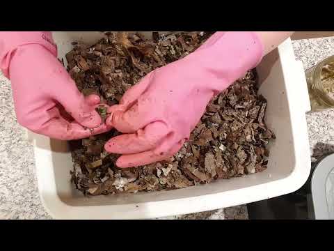 33-day old ENC Cocoon nursery bin feeding.