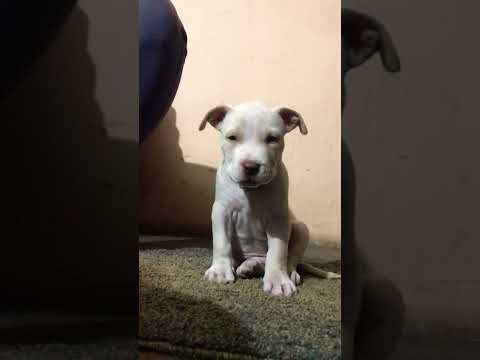 trending audio #gulzar #pakistanibully #doglover #dog