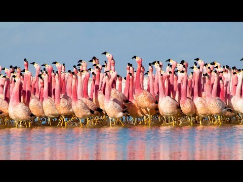 Le magnifique ballet nuptial des flamants des Andes !