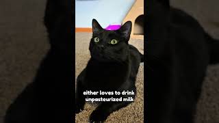 Download lagu I know who you are, I honestly don’t wanna know🙂‍↔️ #relatable? #blackcat #cutecat #shorts mp3