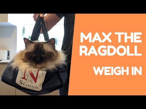 Ragdoll Cat Weigh In