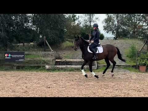 15h1 6yo Bay TB Mare - Image 2