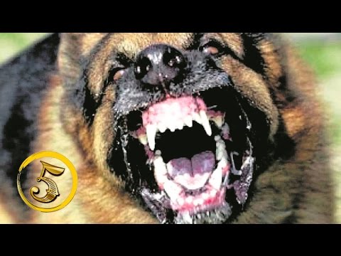 Złota Piątka: Najbardziej agresywne psy świata!