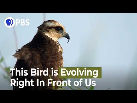 This Bird Is Evolving Right in Front of Us