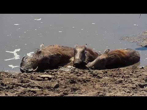 Djuma: Warthog family-two adults and five young - 11:06 - 10/17/19