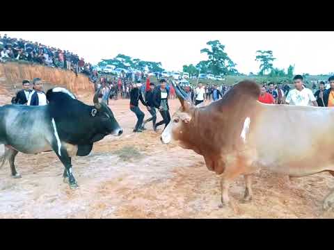 Satya Dapmain  Vs Stem B.Shadap || Iadaw Masi || Iatur Masi || #bullfight