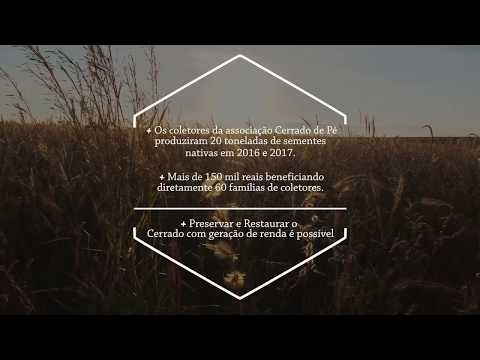 Plantando capins nativos do Cerrado – técnicas de restauração de pastagens