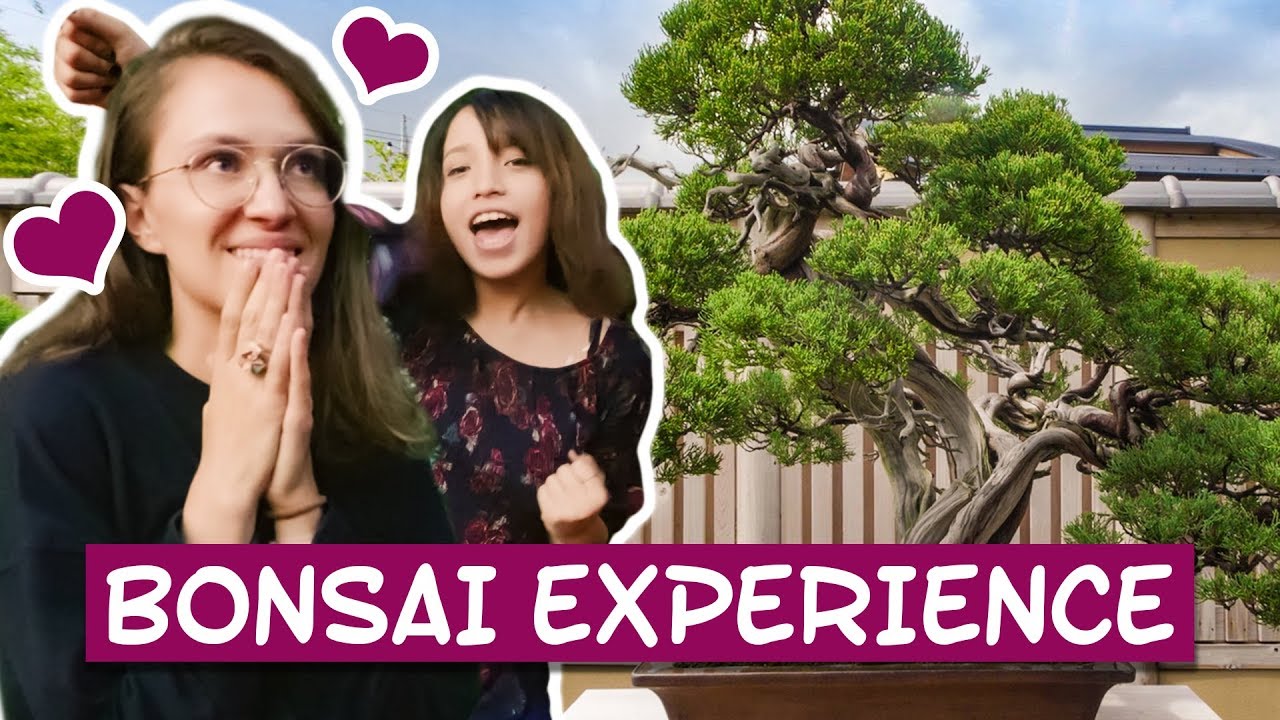 HUNDREDS OF YEARS OLD BONSAI IN SAITAMA