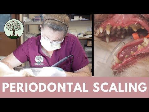 Periodontal Scaling in Cats & Dogs