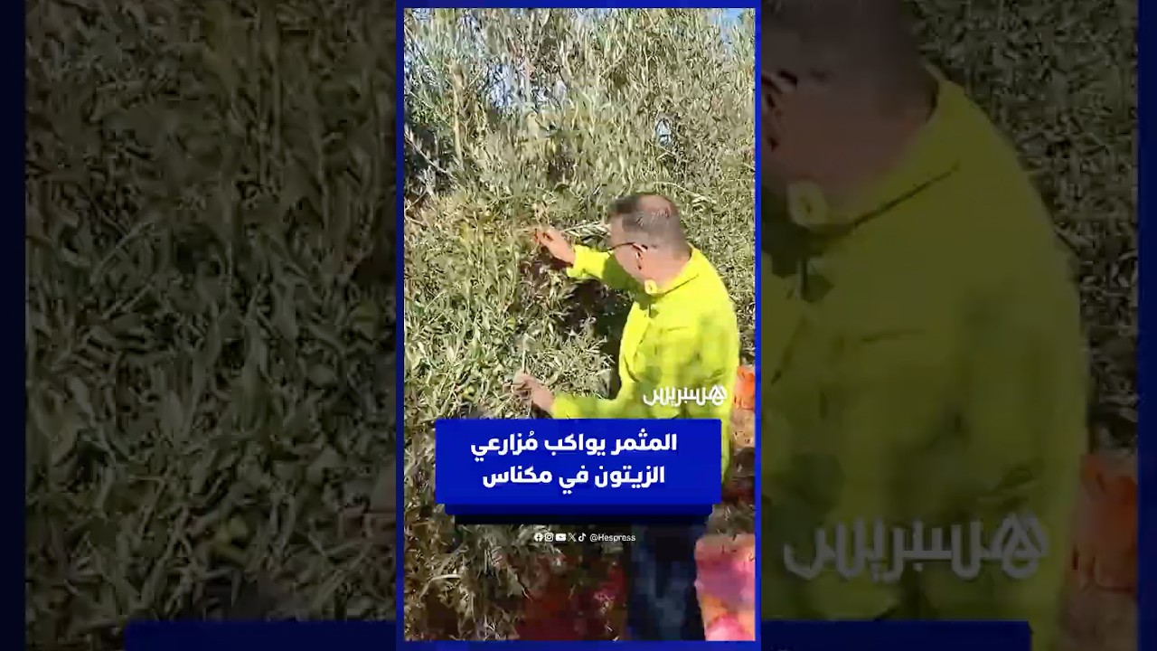 المثمر يواكب مُزارعي الزيتون في مكناس thumbnail