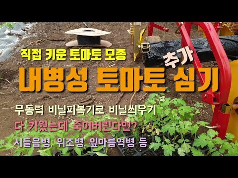 , title : '무동력비닐피복기로 내병성토마토 심기 토마토심는간격 비료주는방법'