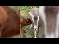 Una Vaca Se Alimenta De La Leche De Su Madre Una Cabra Que La Adoptó
