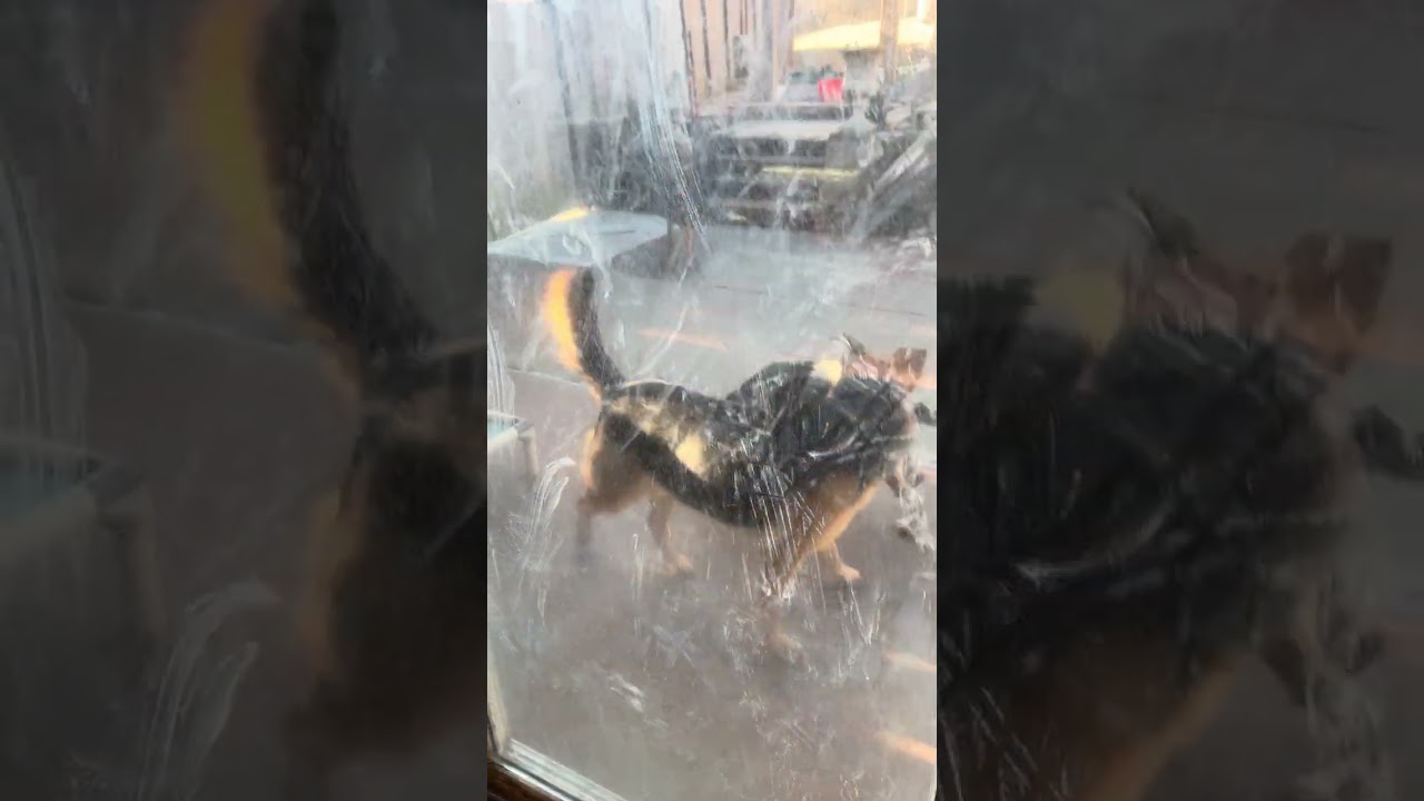 Enlarge Leo (CAT FRIENDLY), an adopted German Shepherd Dog in Greeneville, TN video 4/6