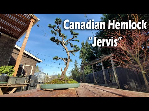 Nursery Stock to Bonsai - Tsuga Canadensis:  Canadian Hemlock Jervis 2020