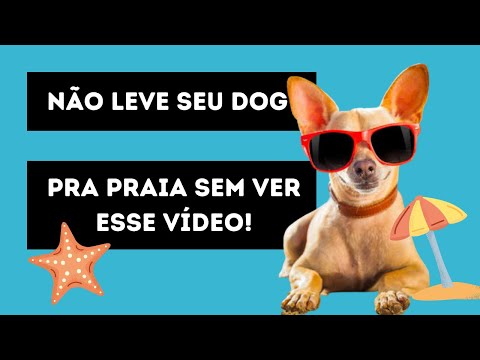 Dicas preciosas para quem quer levar o cachorro para a Praia