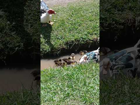 La naturaleza de El Paraiso, Ramallo • #ivoxlospueblos #elparaiso #pueblos