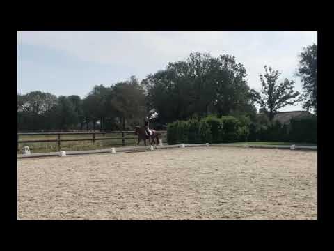 Mochi Mochi, stallion, 2017, In Style x Charmeur