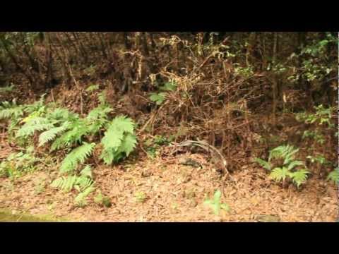映像メディア学科 不自然な自然