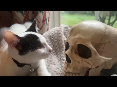 Kitten-19 — Trailer (Englisch)