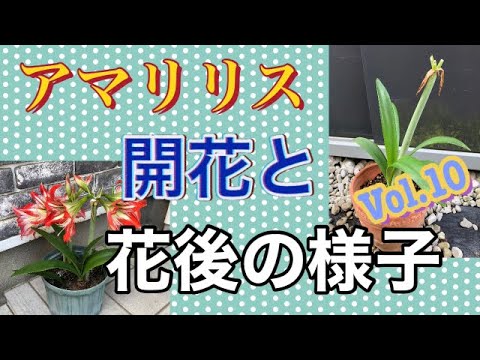 クリスマスにアマリリスを再び咲かせるにはどうすればよいですか?内に秘められた計り知れない美しさ  庭園