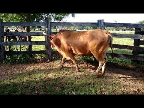 Chegada do touro pantaneiro Cacique na fazenda São  Marcos