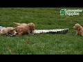 Mini Goldendoodle dogs for sale: Callie - Video 1