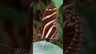 Download lagu 10 Poisonous ☢️ Butterflies 🦋 #facts Part 3 #ZebraLongwing #shorts mp3