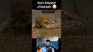 lion kissed cheetah 😳 #short #shorts #cheetah #lion #trend #trending #trendingshorts #animals #kiss