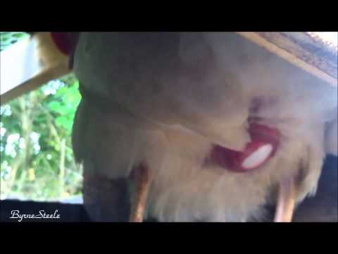 Close up of Chicken Laying an Egg