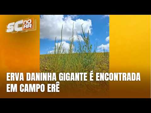 Caruru-gigante é identificado pela primeira vez em SC e acende alerta na agricultura