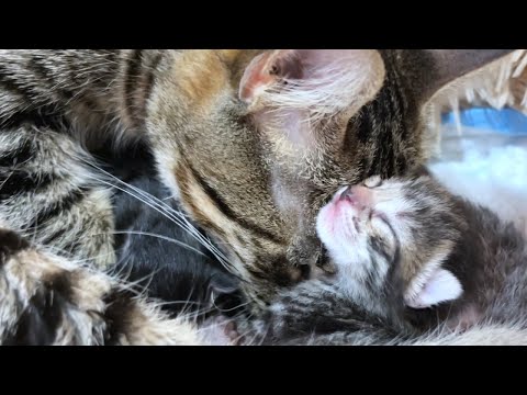 Mother cat gently cleaning the kitten