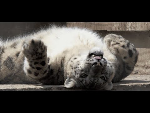 Worst Behavior vs. UNSCanga Nov 12, 2020