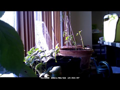 Mesmerizing Growth of a Pinto Bean || ViralHog