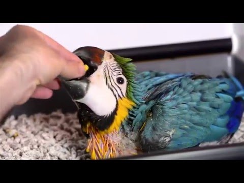 AVES - Cuidados de los pollos papilleros Ara ararauna